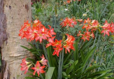 Amarilliszt (Hippeastrum)