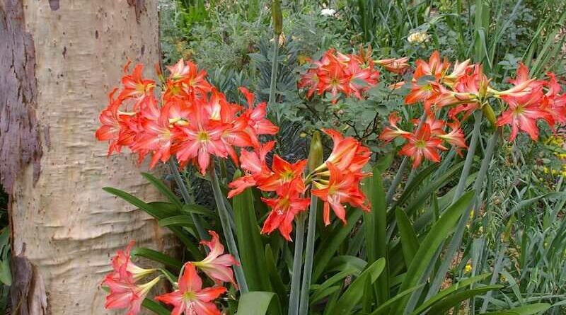 Amarilliszt (Hippeastrum)