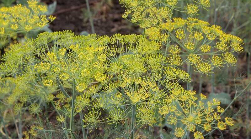 Kapor (Anethum graveolens)