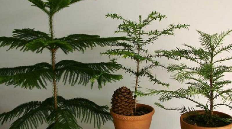 Szobafenyő (Araucaria heterophylla)