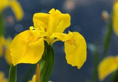 Török nőszirom (Iris danfordiae)