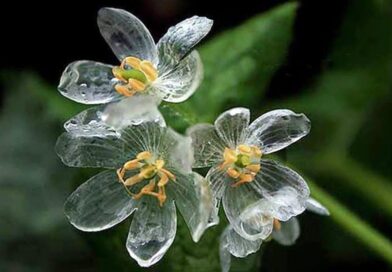csontvázvirág (Diphylleia grayi)