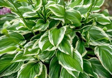 Árnyékliliom (Hosta)